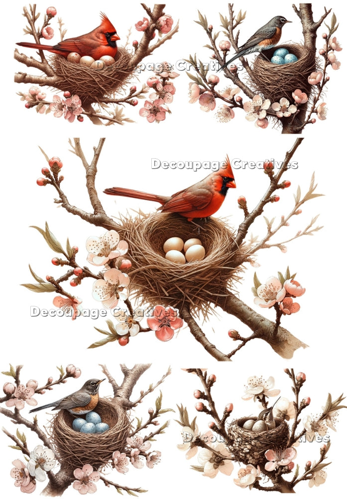 spring birds on nests with eggs in a branch decoupage paper by Decoupage Creatives