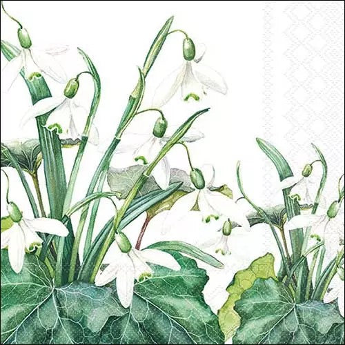 Illustration of white flowers with green leaves on a white background