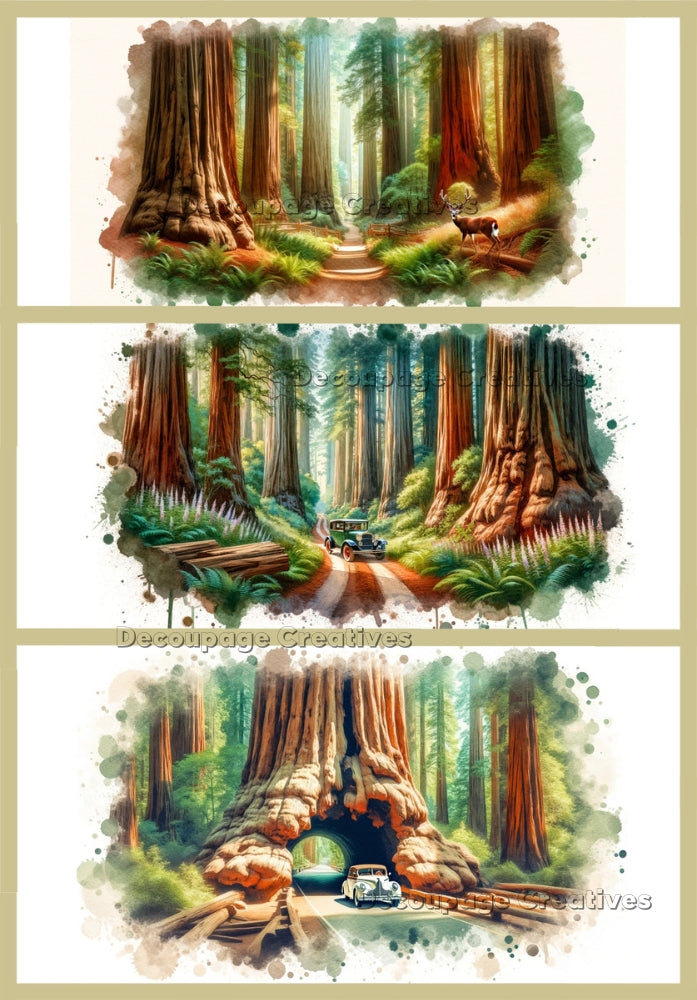 Three images of the redwood forest with vintage cars and deer. A4 Decoupage Paper for Craft making.