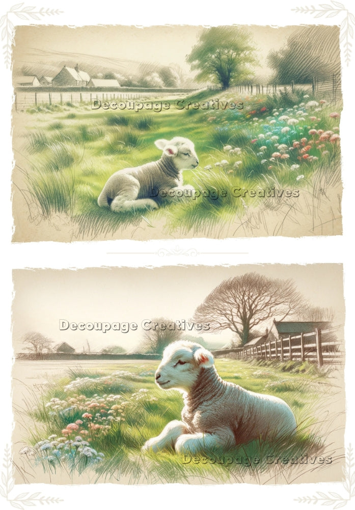 Two images of baby lamb resting in field of wildflowers. A4 Decoupage Paper for Craft making.