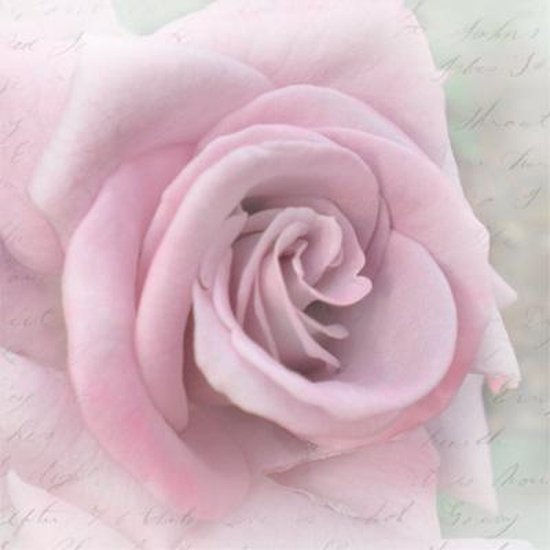 pink rose blossom on gray with script  Decoupage Napkin