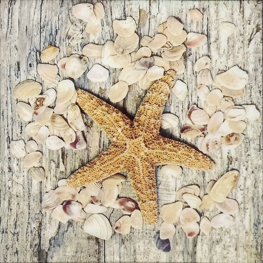 Seashells on Weathered Wood #3991