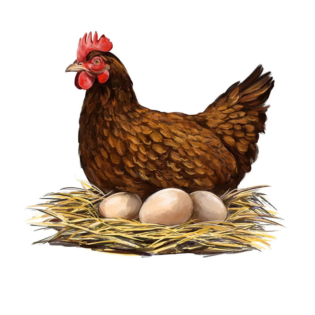 brown hen sitting on white eggs in next Decoupage Napkins