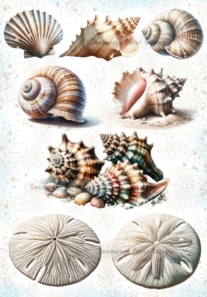 a collection of hand drawn sea shells decoupage paper by Decoupage Paper Designs