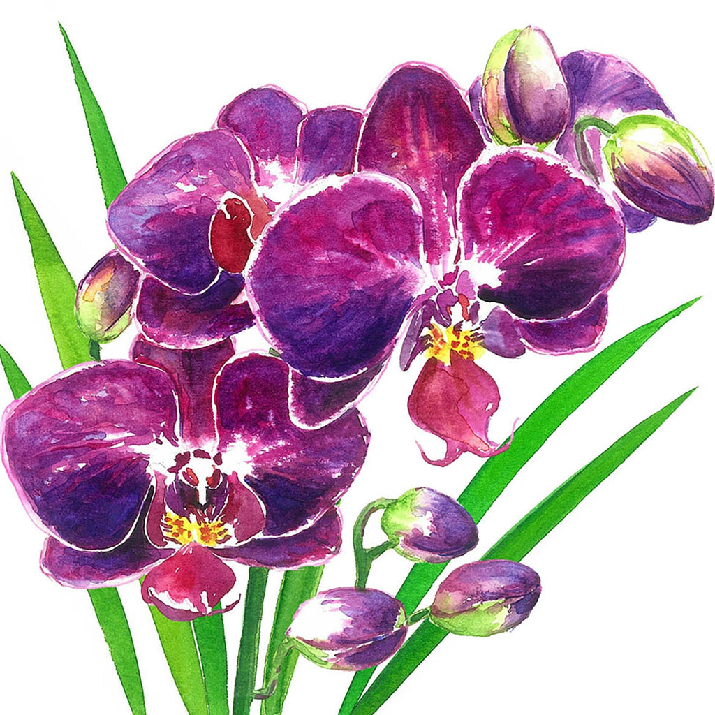 purple orchids with green leaves on white  Decoupage Napkins