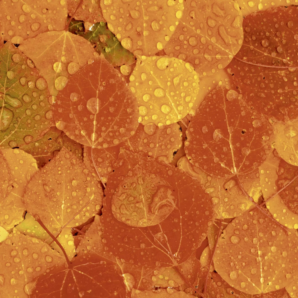 orange leaves with water drops o Decoupage Napkins