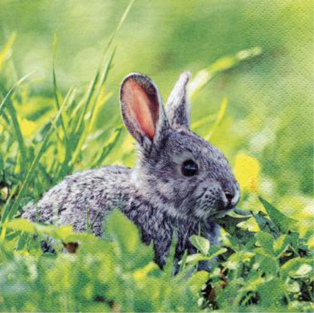 Grey rabbit in green grass.