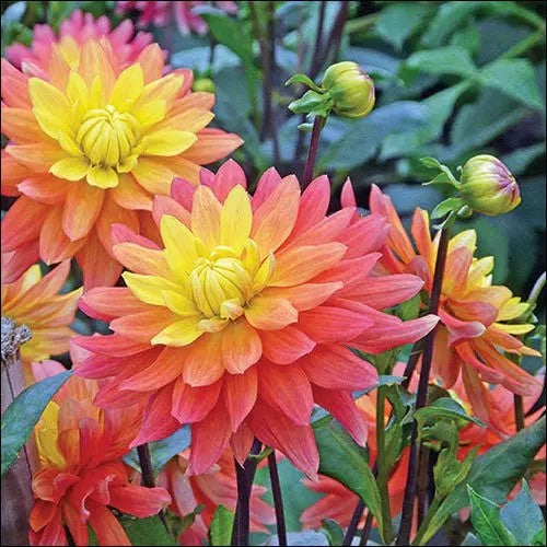 pink and yellow dahlias with green leaves from DecoupageNapkins.com