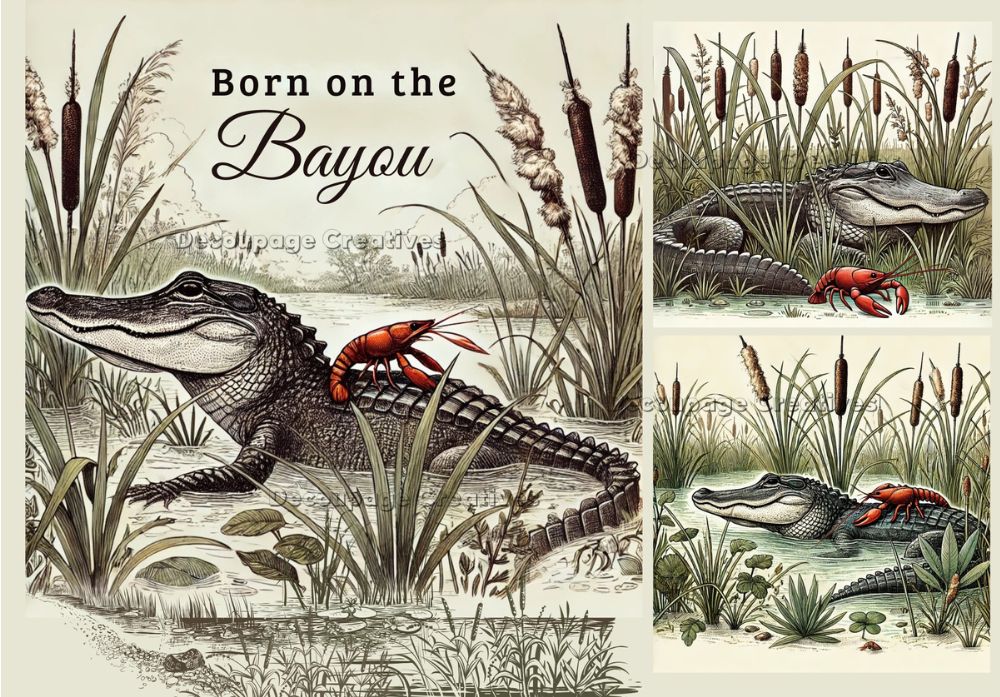 3 images of alligator and red crawfish in swamp with cattails and words "Born on the Bayou" decoupage rice papers from decoupage creatives