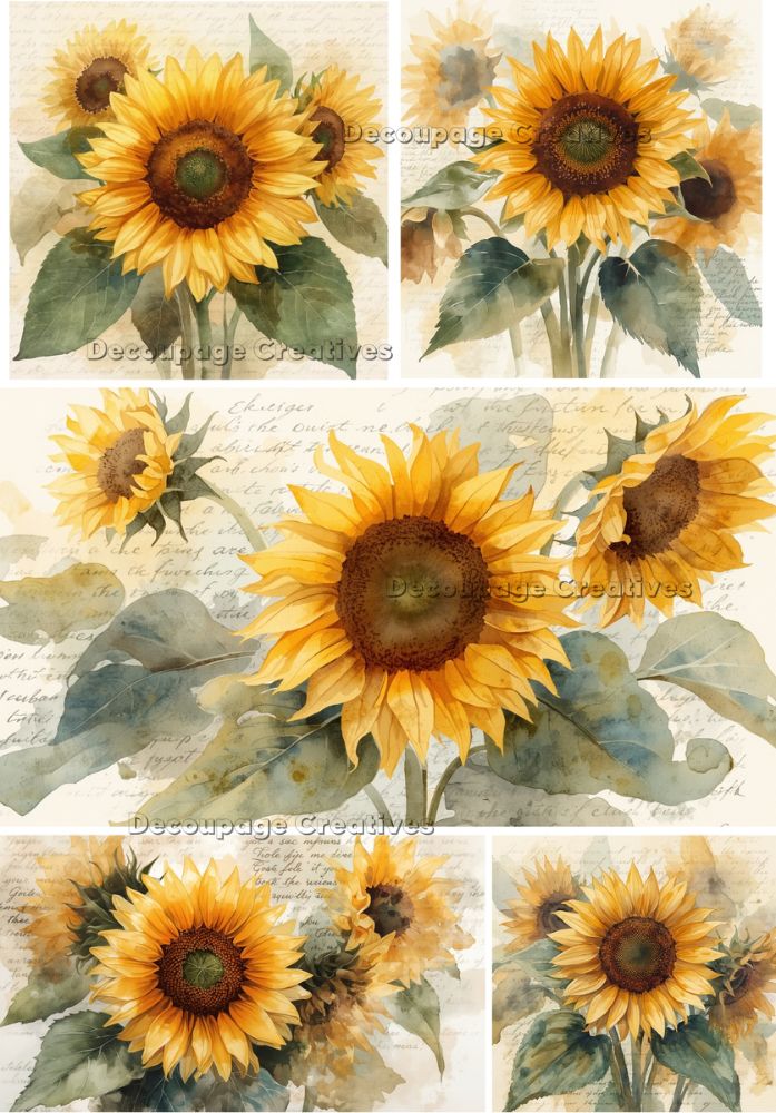 Collage of sunflower illustrations with green leaves on a textured background.