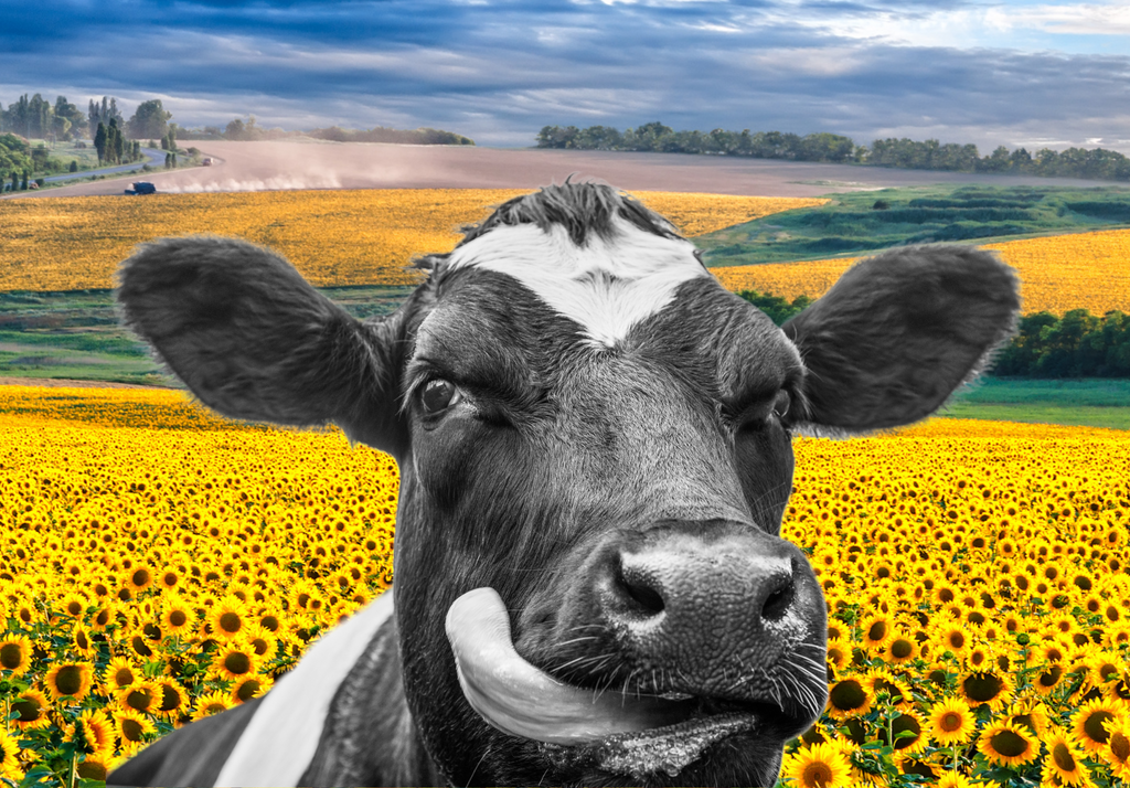 Black and white cow in bright sunflower meadow. A4 size Decoupage Paper from Decoupage Central for DIY Crafts and mixed media art.