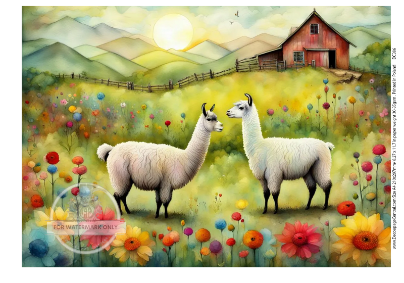 2 white llamas in green pasture with Red Barn Decoupage Central Rice Paper