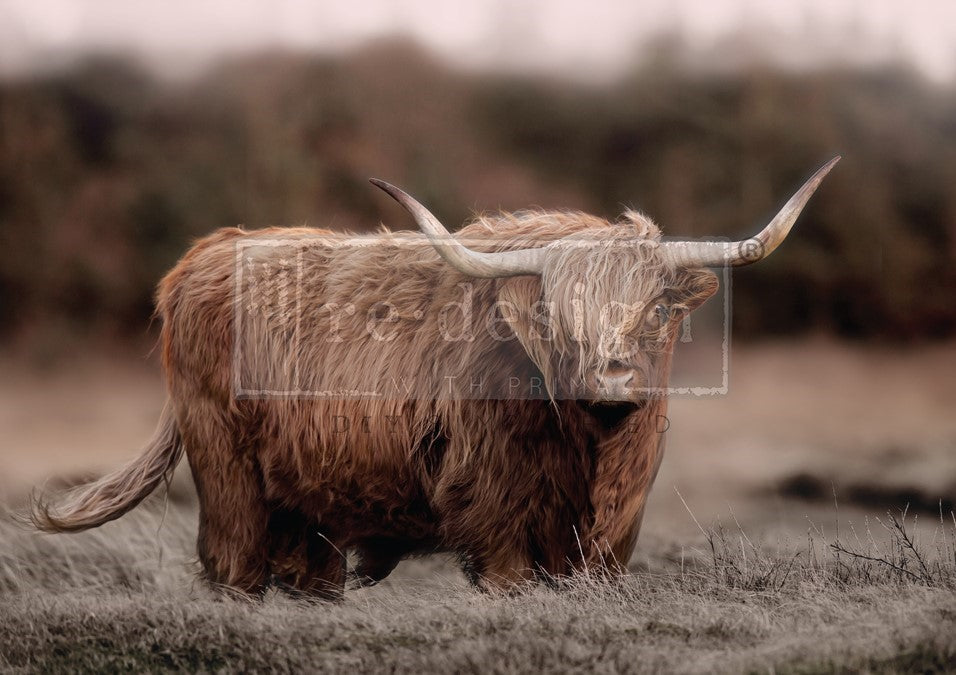 ReDesign with Prima's Highland Grace A1 size Tear Resistant Decoupage Paper depicting shaggy brown highland cow in brown grass and blurred brown treeline in background.