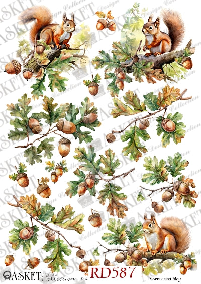 Red squirrels with Oak branches of acorns and green leaves by Asket collection